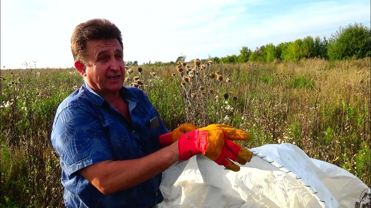 СУПЕР СПОСОБ сбора семян Мордовника. За 30 минут мешок!!!!!! - YouTube