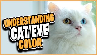 CRAZY Cat Eye Colors!  What Makes Them Unique? by Alpha Match  36 views 2 years ago 8 minutes, 16 seconds