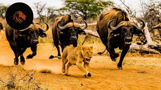 La Meute De Lions La Plus Puissante Pouvoir Majestueux Dans La Savane Documentaire Sur Les Animaux