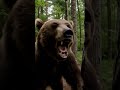 “Korean Friends’ Camping Trip Turns into a Nightmare!#movie#wildlife#korea#bear#animals#film#fear