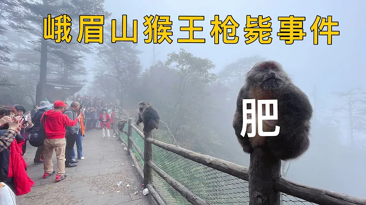 峨眉山猴王枪毙事件怎么回事？臭名昭著是有原因的！看完就明白了 - 天天要闻