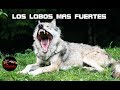 EL LOBO MAS FUERTE DEL MUNDO - Lobos gigantes reales - lobos gigantes extintos