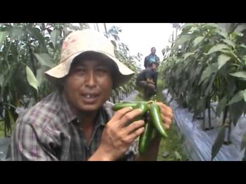Cara Budidaya CAbe Jalapeno 