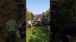 Gala Apples 🍎 Harvest In Full Swing In Uk With Revo Harvesting Platform || Revo Srl Italy | #Shorts