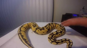 ball python collection 2014