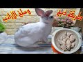 طريقة ذبح وسلخ وتنظيف الأرانب في البيت بكل سهولة مع أدق التفاصيل طريقة ذبح وسلخ وتنظيف الأرانب في البيت بكل سهولة مع أدق التفاصيل