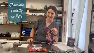 Chocolate Toxicity in Dogs & Cats