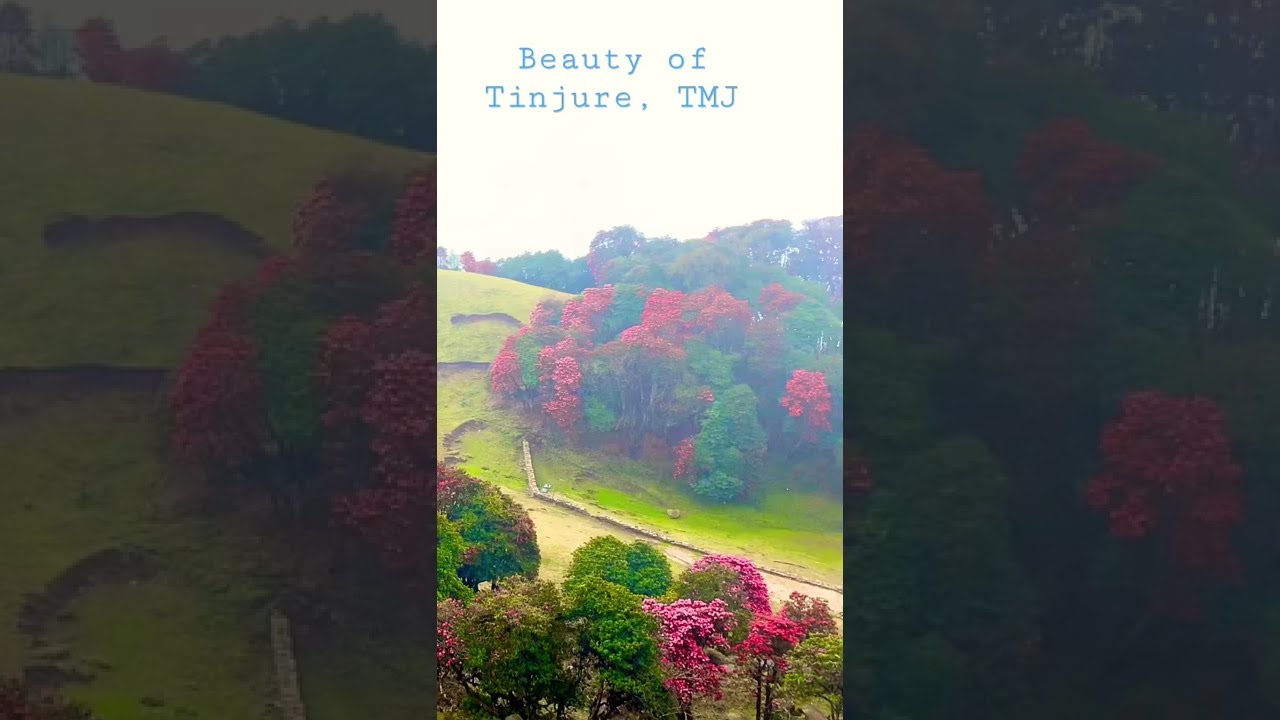 Beauty of Tinjure Laligurans