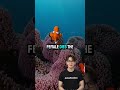 “When She Dies… He Becomes Her 😳 #darksecrets #clownfish #facts