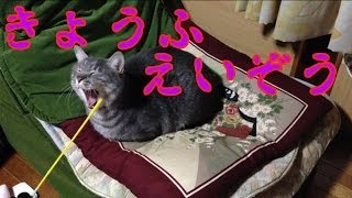 猫動画　恐怖映像・カモノハシ