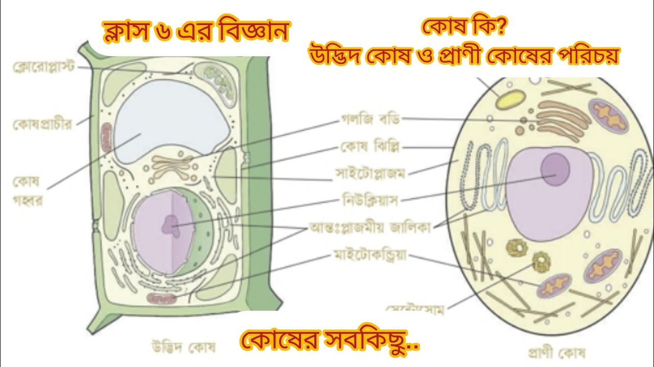 কোষ কাকে বলে? উদ্ভিদ ও প্রাণী কোষের পরিচয়!  চিত্রসহ ব্যাখা!  ক্লাস ৬!  নতুন কারিকুলাম অনুযায়ী!