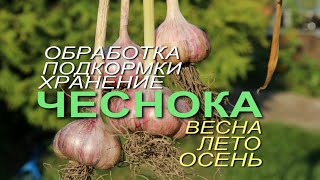 ОЗИМЫЙ ЧЕСНОК! ВСЕ ЭТАПЫ ВЫРАЩИВАНИЯ с весны до осени! Советы от ЗЕЛЕНОГО ОГОРОДА!