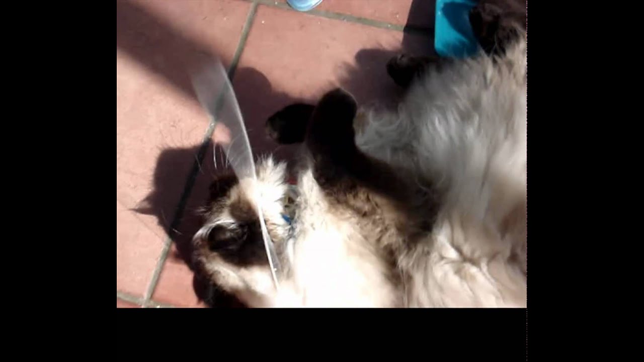 My cat on catnip - YouTube