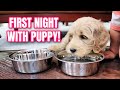 FIRST NIGHT AT HOME WITH 7 WEEK OLD PUPPY! | MEET THE MILLERS FAMILY VLOGS