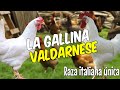 La gallina Valdarnese: una raza única para tu granja 🐔