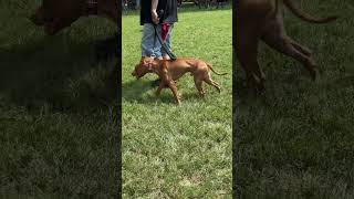 Tom Garner Pig Pickin 2024 12-18 Months Female