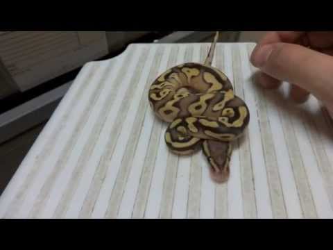 corneta Clutch #1 Of 2013 Pastel Enchi x Mojave