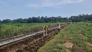 TRADITIONAL FARMING TECHNIQUE! MAKING PLANTING BEDS WITHOUT MODERN MACHINES - Agriculture Farming