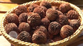 Rady Do Záhrady Nechcete Pestovať Orech Čierny?