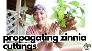 Propagating Zinnia Cuttings VLOG Whispering Willow Farm