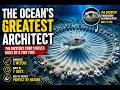 The Mystery of Pufferfish Crop Circles: Nature's Underwater Artist