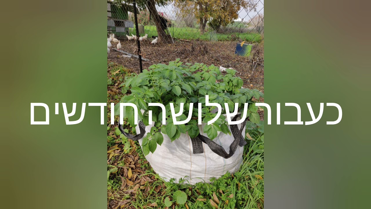 גידול תפוחי אדמה בשק (באלה)