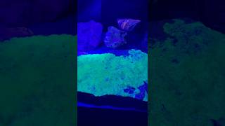 Did you know that some gems and minerals glow under UV light? #glowingrocks #sciencefacts
Did you know that some gems and minerals glow under UV light? #glowingrocks #sciencefacts Did you know that some gems and minerals glow under UV light? #glowingrocks #sciencefacts
