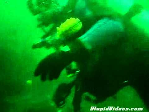 Scallops swim in the ocean