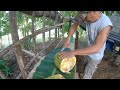 Eating Biggest Jackfruit I've Ever Seen - Province Life Philippines