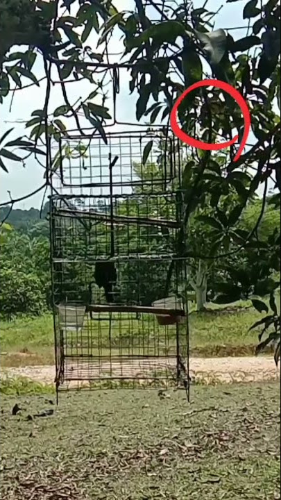 pikat burung sirtu cuma butuh 1 menit