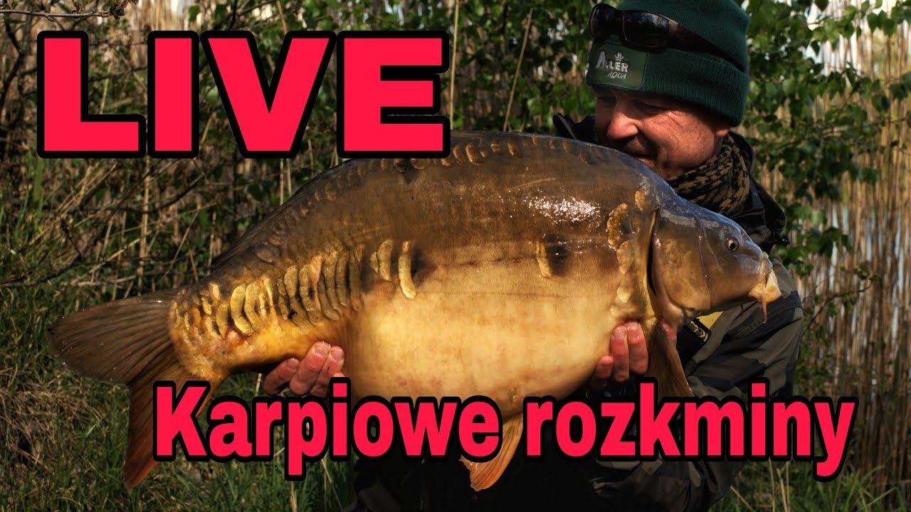 LIVE - karpiowanie zimową porą by STAN