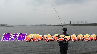 エビ撒き釣り連発！活エビはやっぱり最強！？