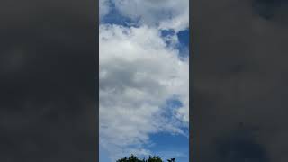 Flying Ants Bonus For The Gulls #birdbehavior #insectfacts #wondersofnature
Flying Ants Bonus For The Gulls #birdbehavior #insectfacts #wondersofnature Flying Ants Bonus For The Gulls #birdbehavior #insectfacts #wondersofnature