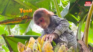 Download Lagu Monkey Max enjoys fun of eating bananas on tree! MP3