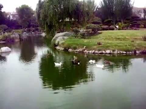 Peces Koi Y Aves En El Jardin Japones De La Serena Youtube