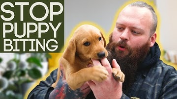 How To Stop Your Puppy From Biting