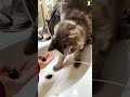 Cat’s Version of ‘Helping’ 💥🐾 #cat #cats #catslovers  #fyp