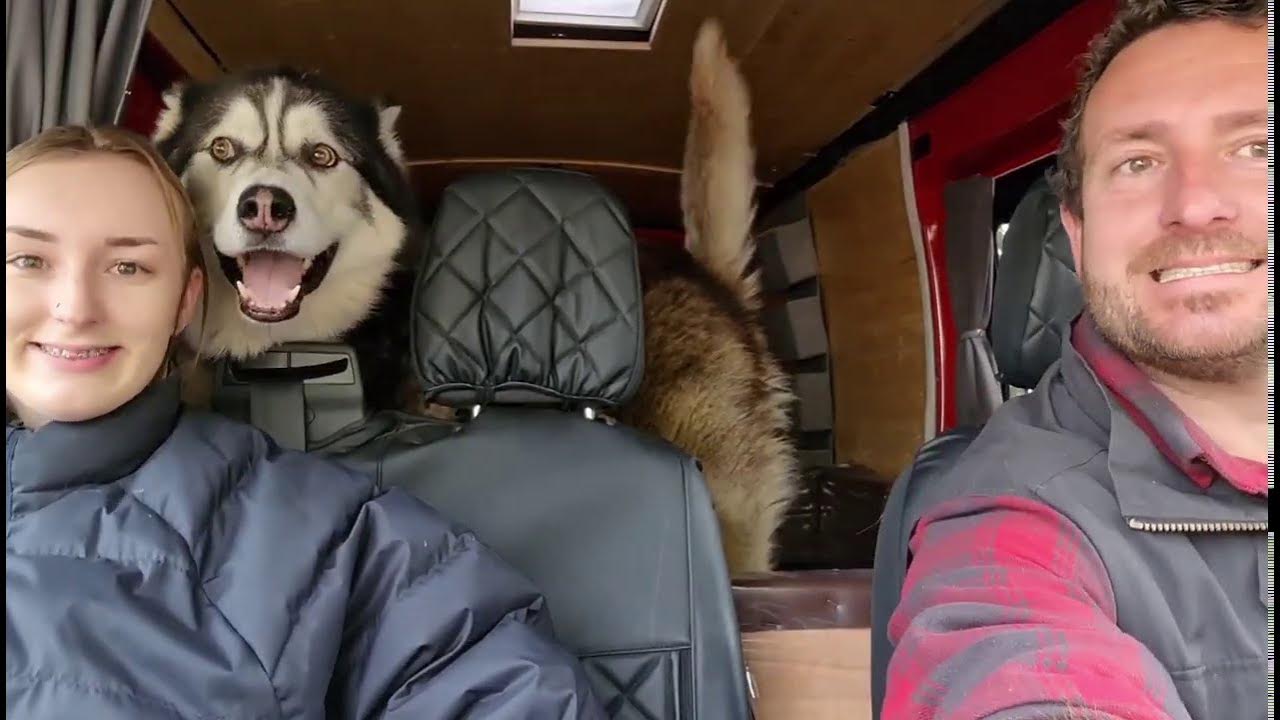 Husky goes crazy to see his Family again - YouTube