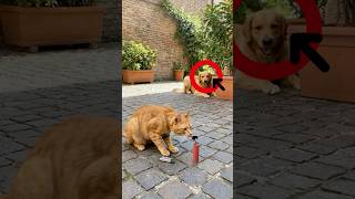 😂#shorts #cutebaby #facts #desi