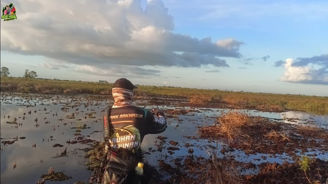 BESARNYA GABUS INI 🤩🤤