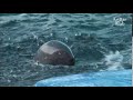 Irrawaddy Dolphin Squirting Water