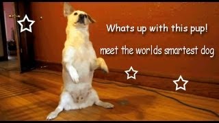 Whats up with this pup! meet the worlds smartest dog