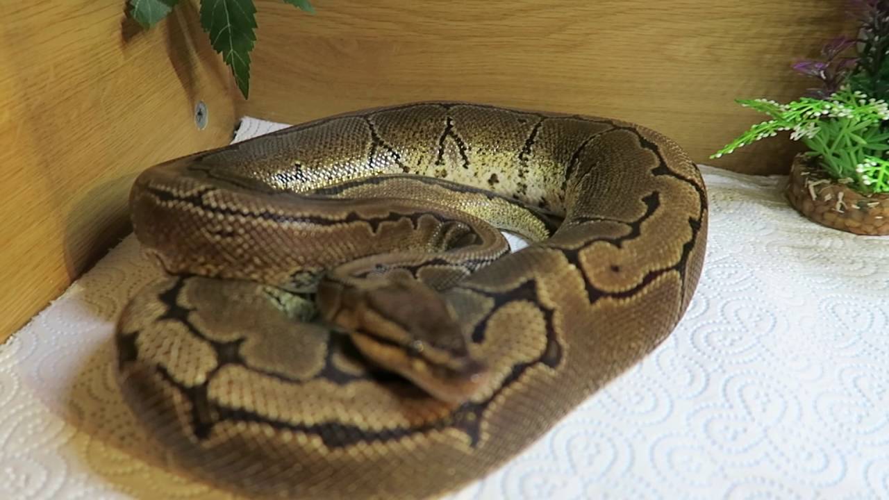 October 2016 Reptile Room Collection Tour! - YouTube
