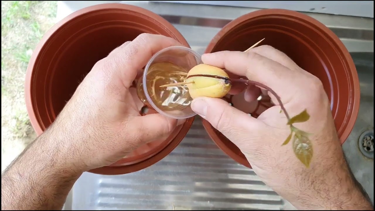 Αβοκάντο από κουκούτσι όλη η διαδικασία   Pomegranate avocado the whole process