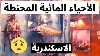 بالاسكندرية متحف الأحياء المائية المحنطة 2022     Mummified Aquarium in Alexandria