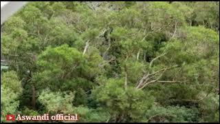 SUARA KICAUAN BURUNG DI PINGGIR PANTAI HONGKONG