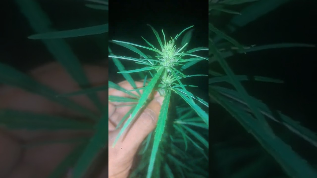 cultivo outdoor semente de prenseeds na floração..