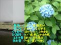 情け雨