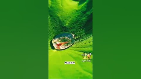 تلاوة جميلة جداً باجمل تلاوات واحسن الأصوات للقرائ//قران كريم بصوت جميل جداً@تلاوات@🌟🌸