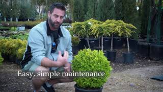 True Dwarf English Boxwood